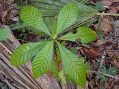 Psychotria nervosa