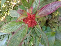 Glossoloma ichthyoderma