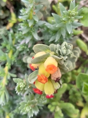 Hermannia trifoliata