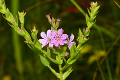 Lythrum alatum