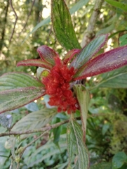 Glossoloma ichthyoderma