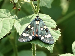 Callimorpha dominula