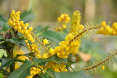 Berberis fortunei