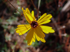 Coreopsis leavenworthii