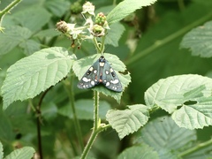 Callimorpha dominula
