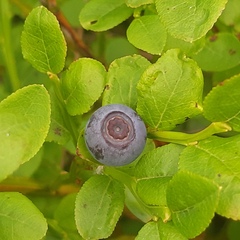 Vaccinium myrtillus