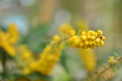 Berberis fortunei