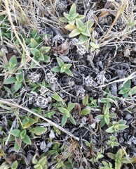 Richardia humistrata