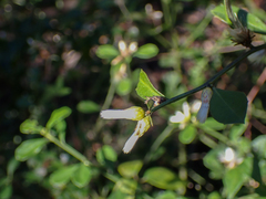 Baccharis glomeruliflora
