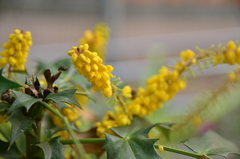 Berberis fortunei