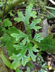 Selaginella doederleinii