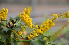 Berberis fortunei