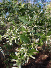 Baccharis glomeruliflora