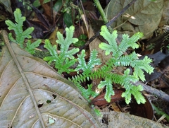 Selaginella doederleinii
