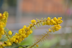 Berberis fortunei