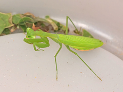 Miomantis paykullii