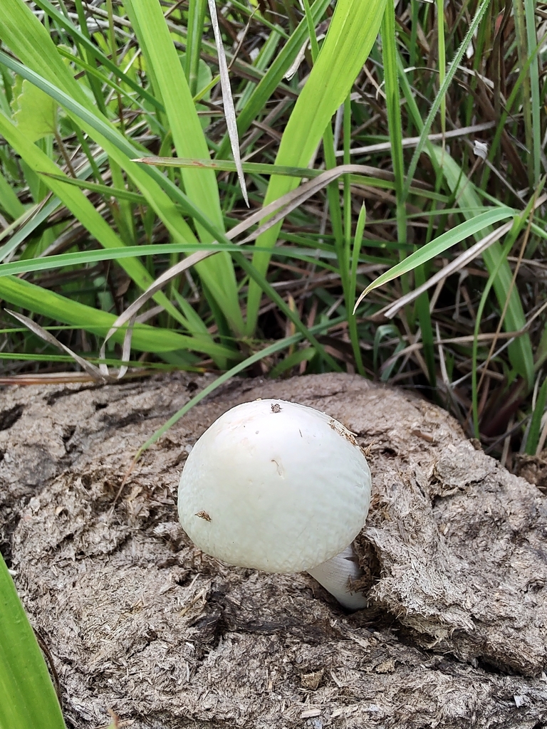 Panaeolus antillarum · December 2022 · photo: © brunogiozza (iNaturalist, cc0)