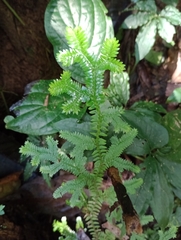 Selaginella doederleinii