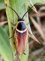 Pseudomops neglectus