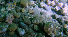Rossia pacifica