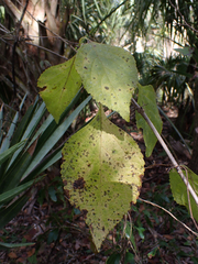 Callicarpa americana