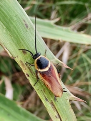Pseudomops neglectus
