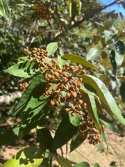 Vismia baccifera