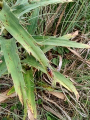 Pseudomops neglectus