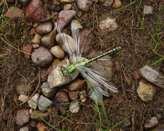 Ophiogomphus obscurus