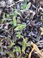 Richardia humistrata