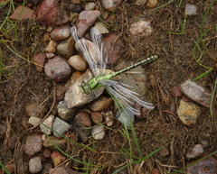 Ophiogomphus obscurus