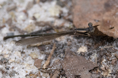 Argia fumipennis