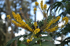 Berberis fortunei
