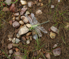 Ophiogomphus obscurus
