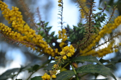 Berberis fortunei