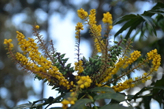 Berberis fortunei