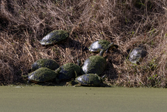 Pseudemys