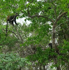 Cercopithecus mitis albogularis