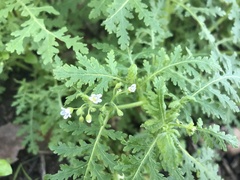 Eucrypta chrysanthemifolia