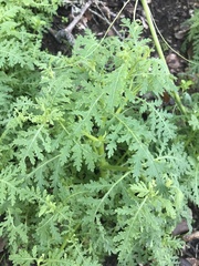 Eucrypta chrysanthemifolia
