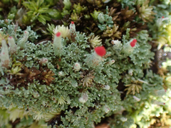 Cladonia didyma