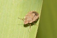Sciocoris