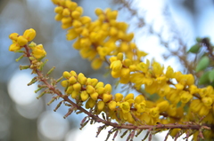 Berberis fortunei