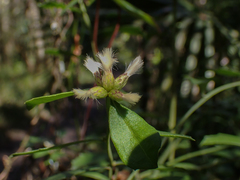 Baccharis glomeruliflora