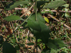 Baccharis glomeruliflora