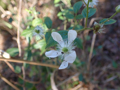 Rubus cuneifolius