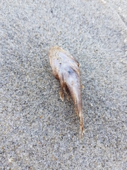 Halobatrachus didactylus