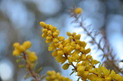 Berberis fortunei