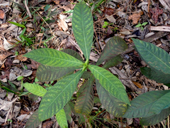 Psychotria tenuifolia