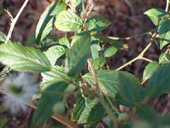 Rubus cuneifolius